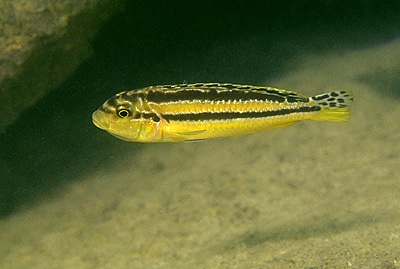 Melanochromis auratus 'Namalenje Island'